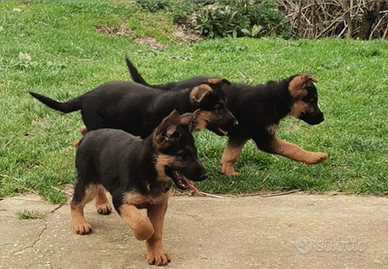 Cuccioli di pastore tedesco