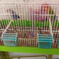 Coppia di inseparabili più gabbia