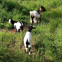 Caprette sia piccole. Che grandi