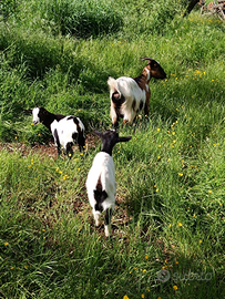 Caprette sia piccole. Che grandi