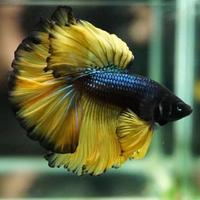 BETTA SPLENDENS maschi femmine tantissime varietà