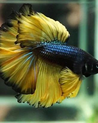 BETTA SPLENDENS maschi femmine tantissime varietà