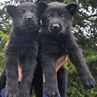 Cuccioli pastore tedesco 100%lavoro pedigree enci