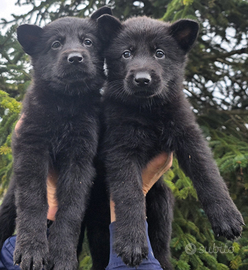 Cuccioli pastore tedesco 100%lavoro pedigree enci