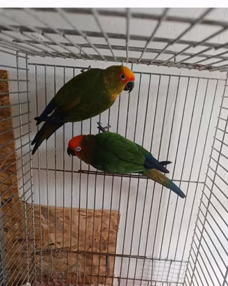 Conuri testa dorata