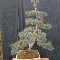 Bonsai di pino  giapponese a 5 aghi H 95 cm