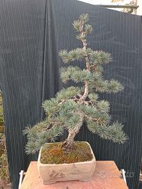 Bonsai di pino  giapponese a 5 aghi H 95 cm