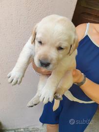 Cuccioli Labrador senza pedigree