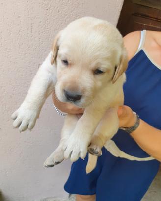 Cuccioli Labrador senza pedigree