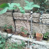 Albero di fico dal tronco robusto e chioma ampia, 