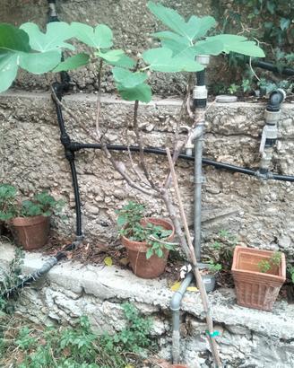 Albero di fico dal tronco robusto e chioma ampia, 