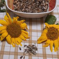 semi di piante di  girasole 