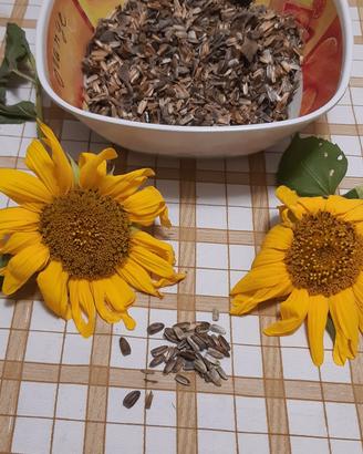 semi di piante di  girasole 