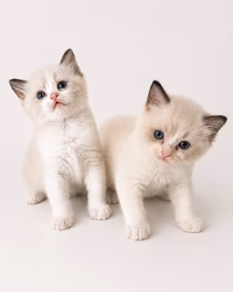 Cuccioli Ragdoll con pedigree