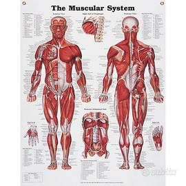 Illustrazione anatomica di Peter Bachin.