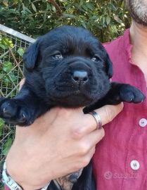 Labrador retriever