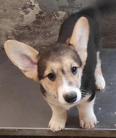 Welsh corgi Pembroke