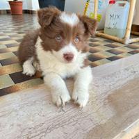 Cucciolo Border Collie con pedigree