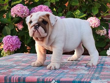 Cucciolo bulldog inglese da compagnia