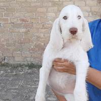 Spinone italiano
