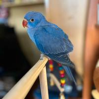 Pappagalli pulli imbecco parrocchetti dal collare