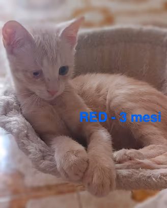 Gatti e gattini