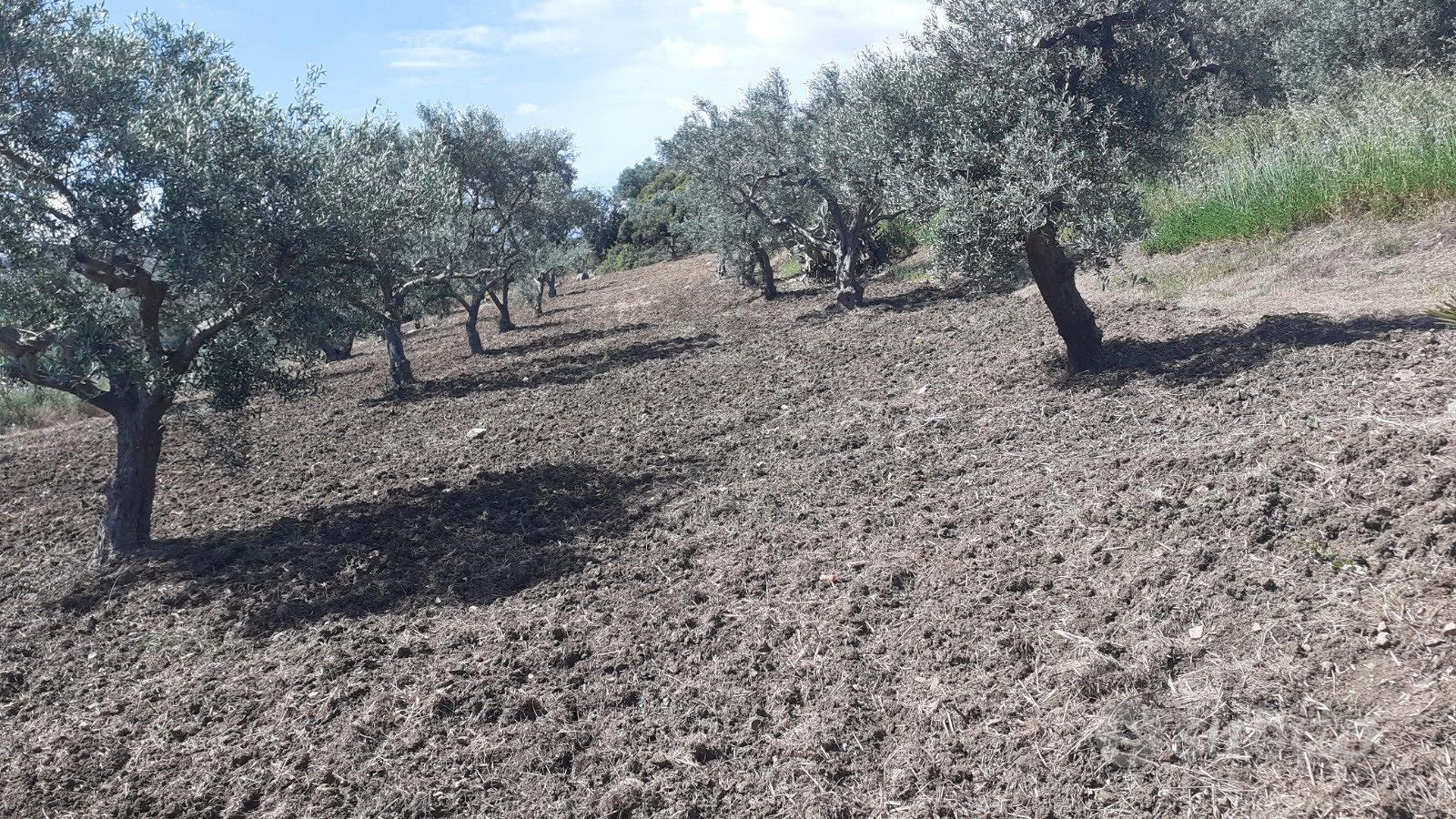 Terreno di 6 tumoli - Vista 4