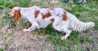 Cucciolone setter Inglese