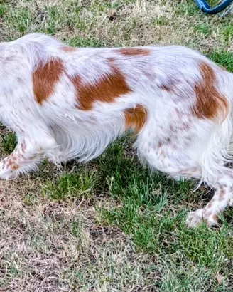 Cucciolone setter Inglese