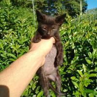 Gattino nero