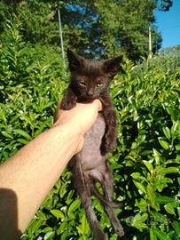 Gattino nero