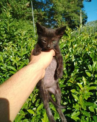 Gattino nero