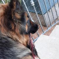 Pastore Tedesco femmina: Margot, 5 anni