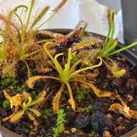 Pianta Carnivora Drosera Capensis
