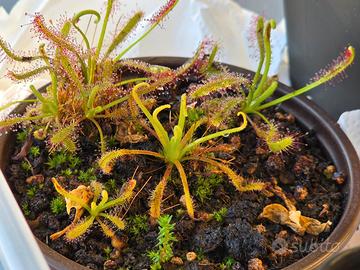 Pianta Carnivora Drosera Capensis