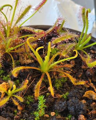 Pianta Carnivora Drosera Capensis