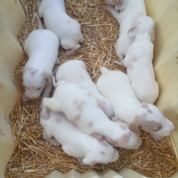 Cuccioli di Segugio Istriano