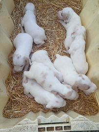 Cuccioli di Segugio Istriano