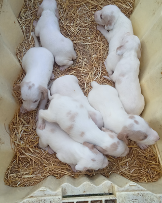 Cuccioli di Segugio Istriano