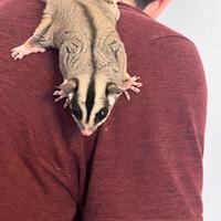 Petauro dello zucchero