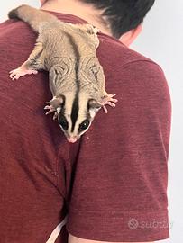 Petauro dello zucchero