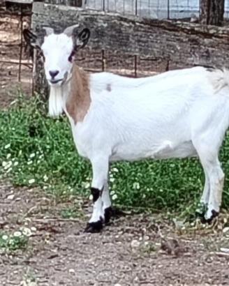 Capra tibetana