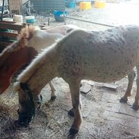 Pony