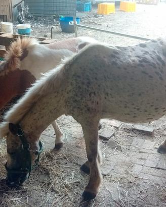 Pony