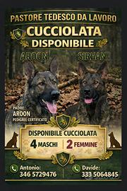 Pastore tedesco da lavoro al