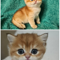 Meravigliosi cuccioli british shorthair maschi ped