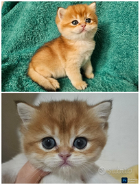 Meravigliosi cuccioli british shorthair maschi ped