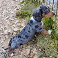 Bassotto maschio nano