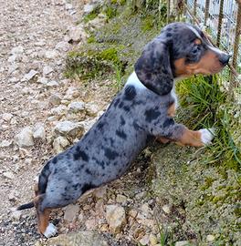 Bassotto maschio nano