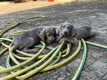 Cuccioli Weimaraner